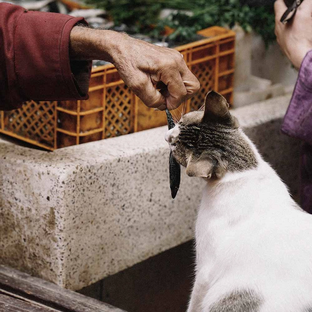 7 FOR $49.90: Eastsea Brother Trout Grain-Free Half-Dried Treats For Cats & Dogs 21g