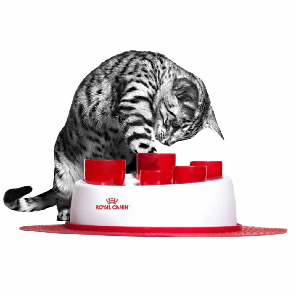 '$11 OFF FREE DIGGER FEEDER (Exp 12Sep25)': Royal Canin Siamese Adult Dry Cat Food 2kg