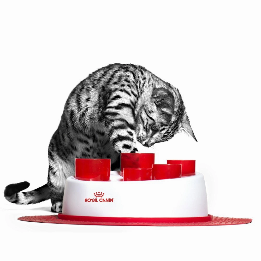 'BUNDLE DEAL': Royal Canin Digestive Care Dry Cat Food