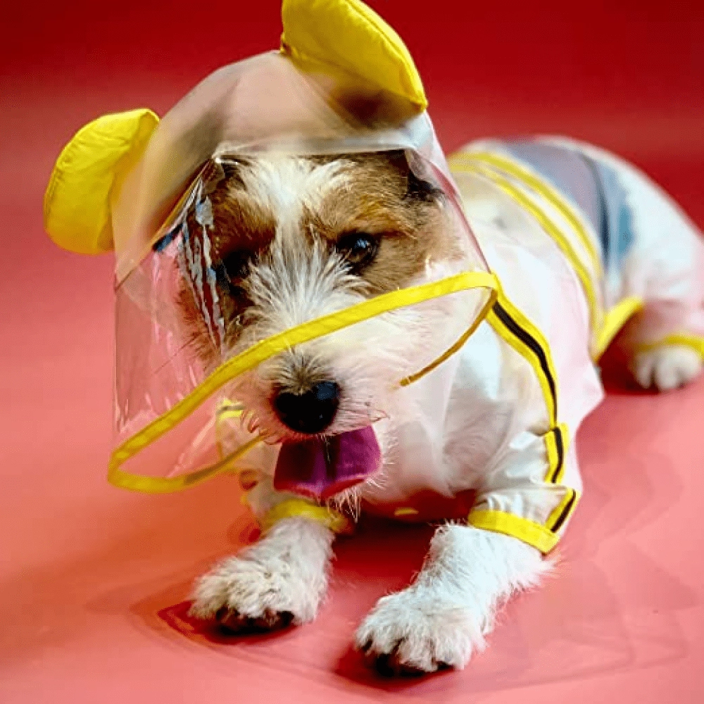 Barkbutler x Fofos Four Leg Yellow Raincoat for Dogs (Button Up Style)