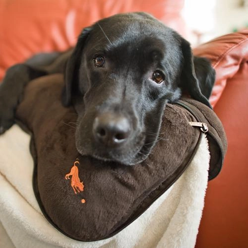 Big Bone Dog Pillow And Blanket