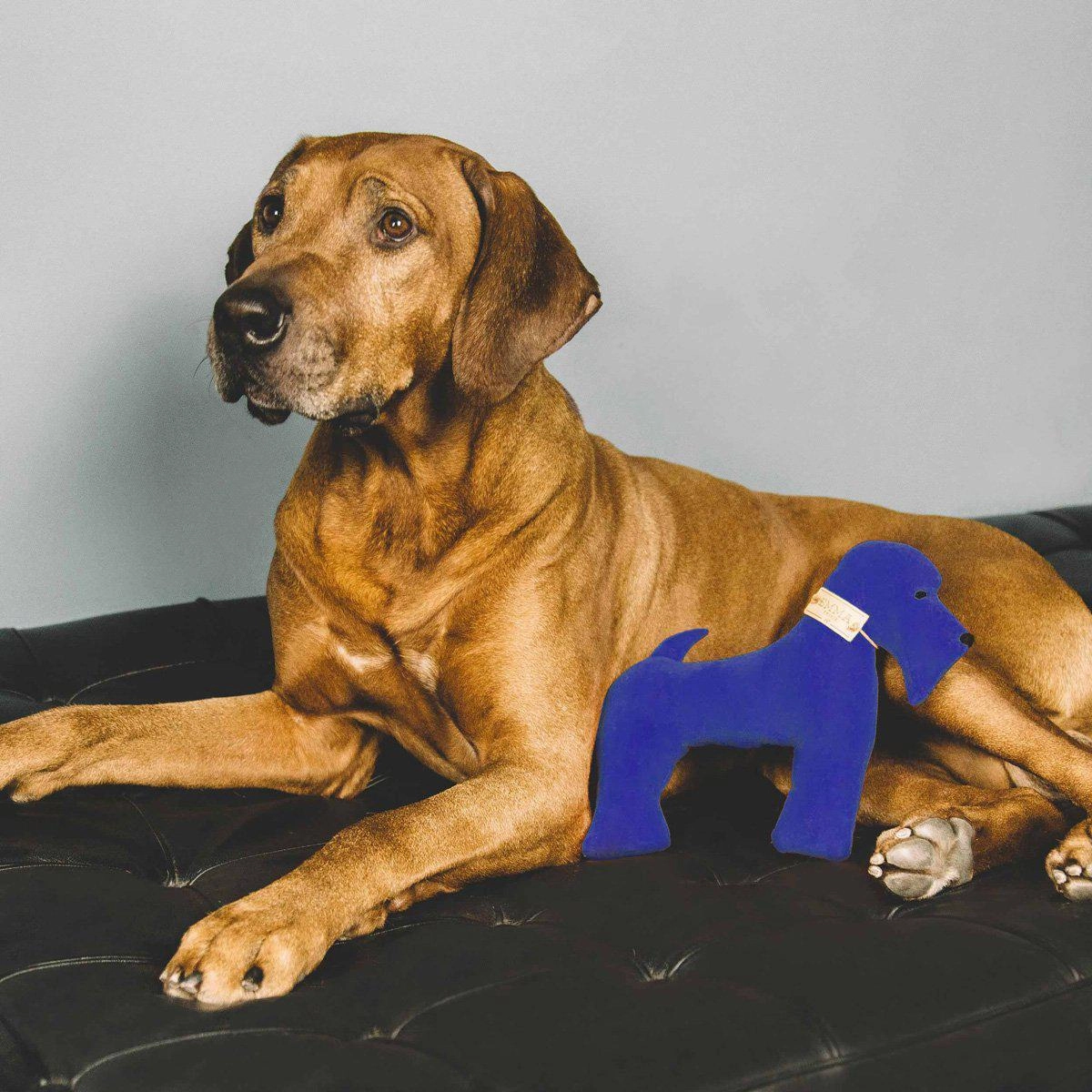 Blue And Faustina Dog Toy