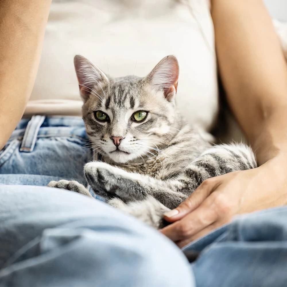 BUNDLE DEAL: Feline Natural Chicken & Lamb Freeze Dried Raw Cat Food