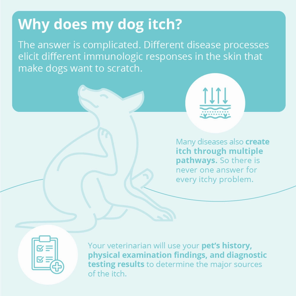 DermaBenSs Shampoo for Dogs, Cats, and Horses