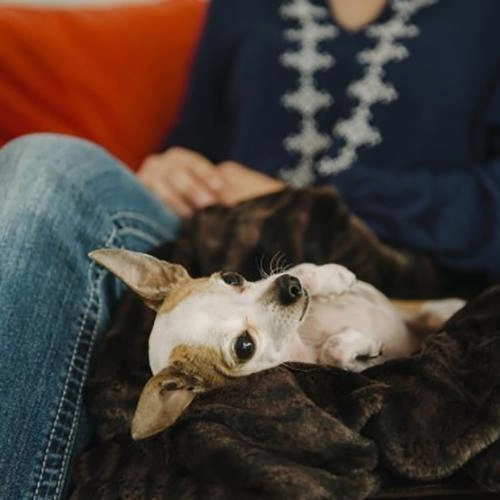 Dog Blanket Feather Truffle Brown Snuggle
