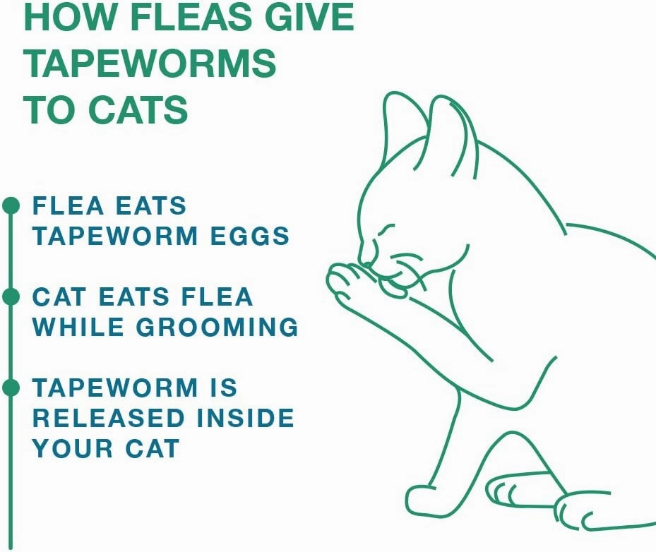 Elanco Tapeworm Cat Dewormer, 3 tablets