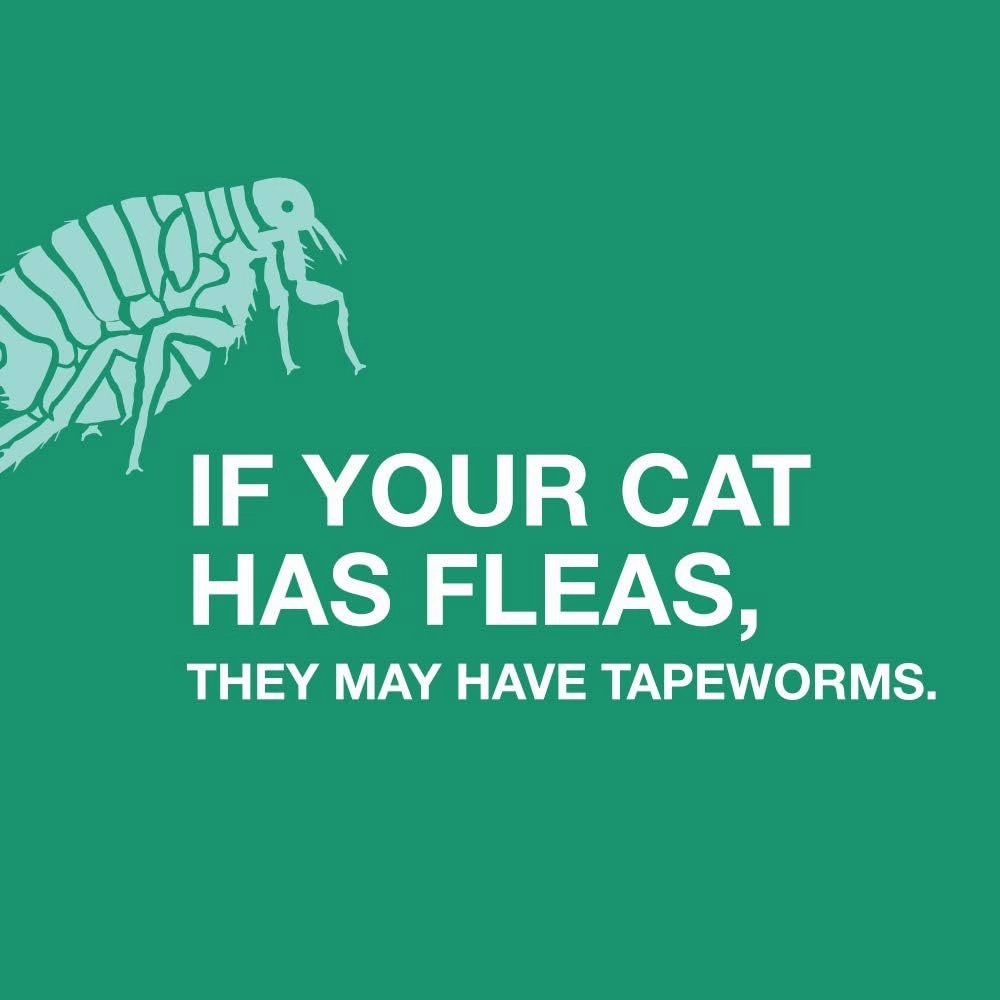 Elanco Tapeworm Cat Dewormer, 3 tablets