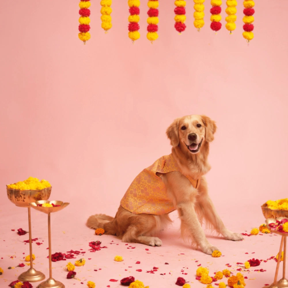 Floof & Co Banarasi Sherwani for Dogs (Yellow/Pink)