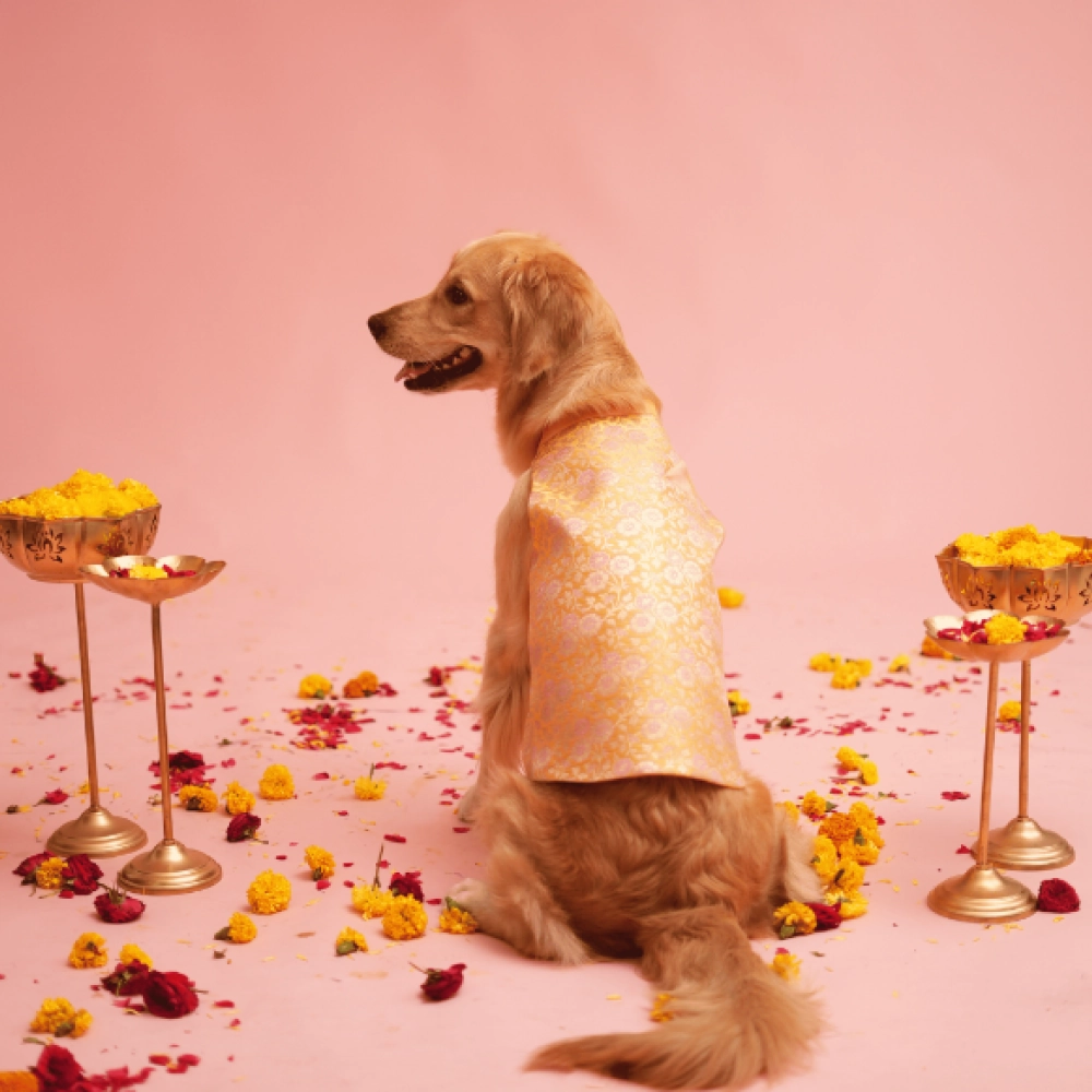 Floof & Co Banarasi Sherwani for Dogs (Yellow/Pink)