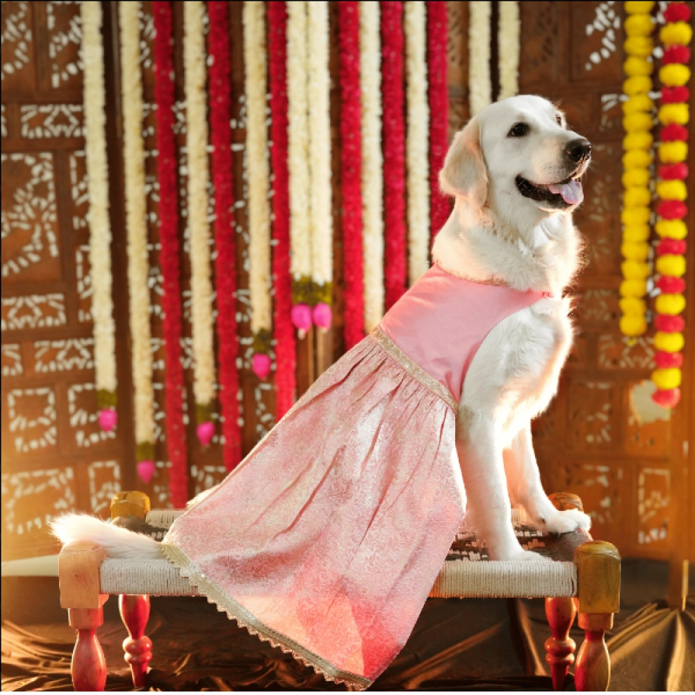 Floof & Co Pastel Banarasi Lehenga for Dogs (Pink/Gold)