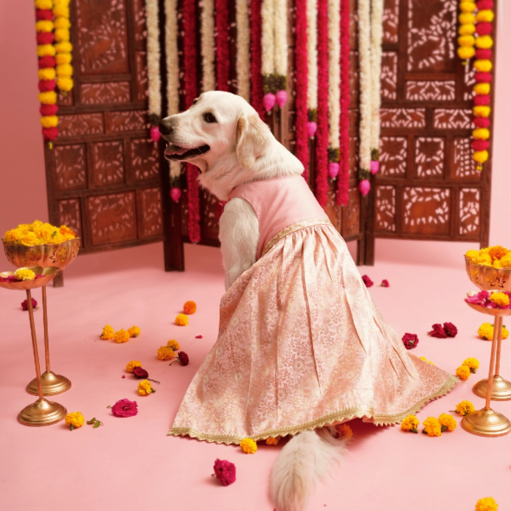 Floof & Co Pastel Banarasi Lehenga for Dogs (Pink/Gold)