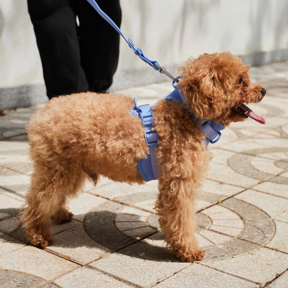 Furry & Co Bold Harness for Dogs (Everest Blue)