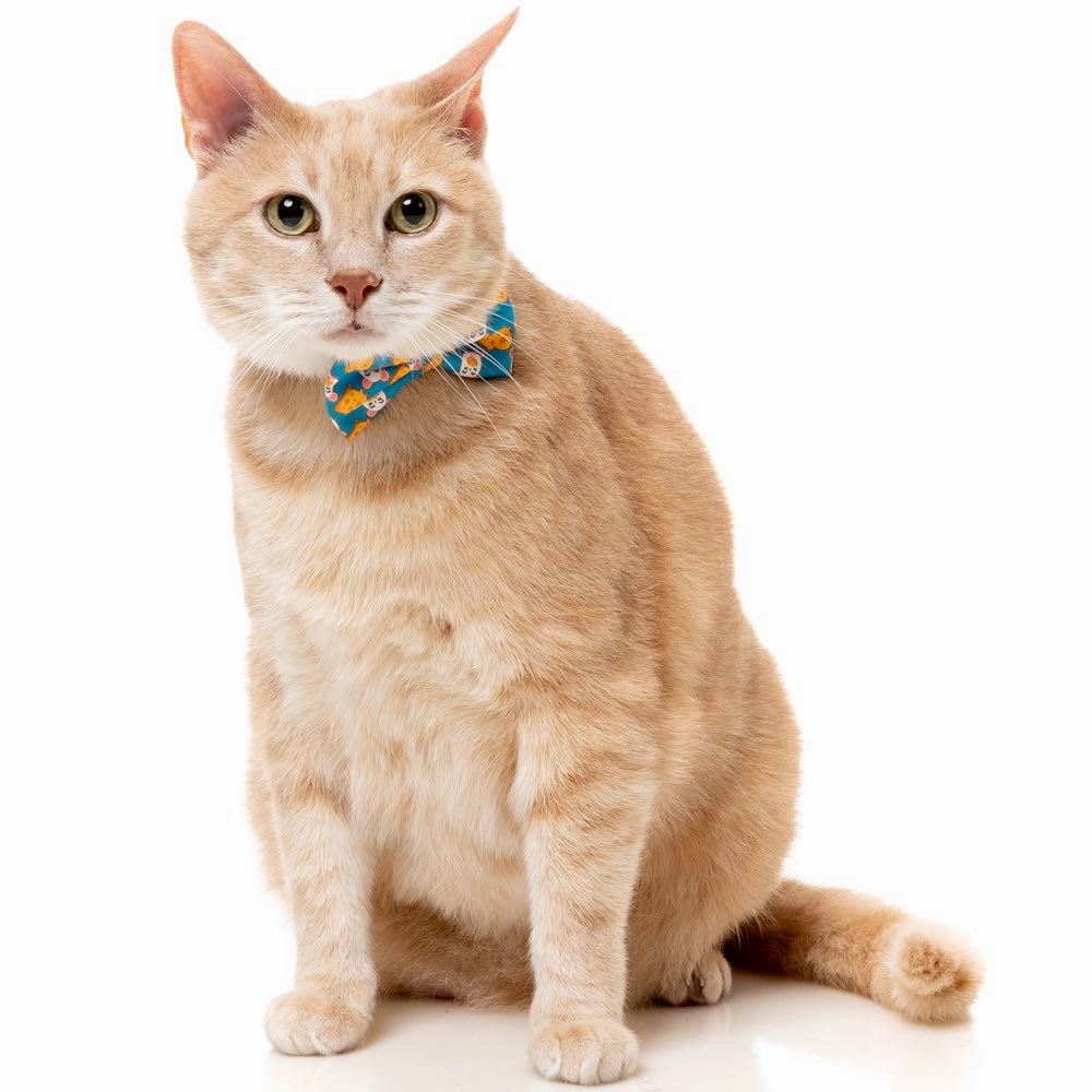 FuzzYard Cat Collar, Bandana & Bowtie Fashion Pack (Cheesy Hearts)