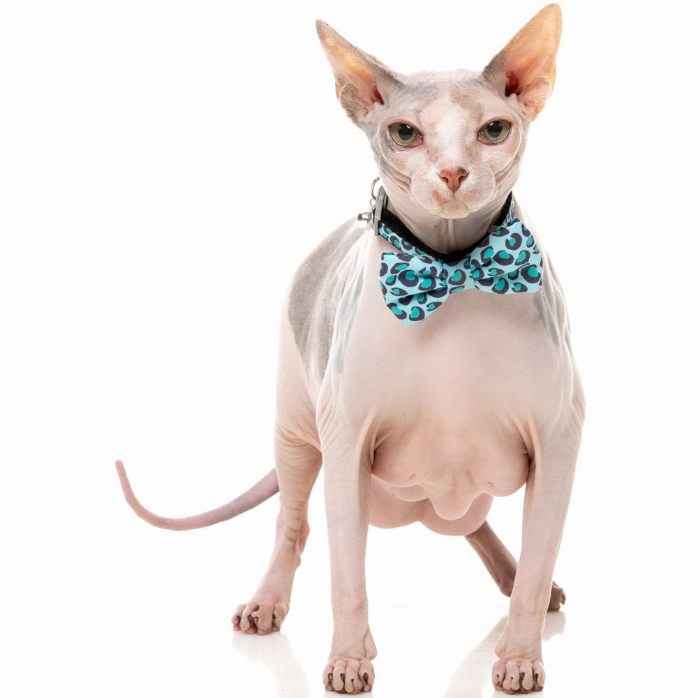 FuzzYard Cat Collar, Bandana & Bowtie Fashion Pack (Wild One Aqua)
