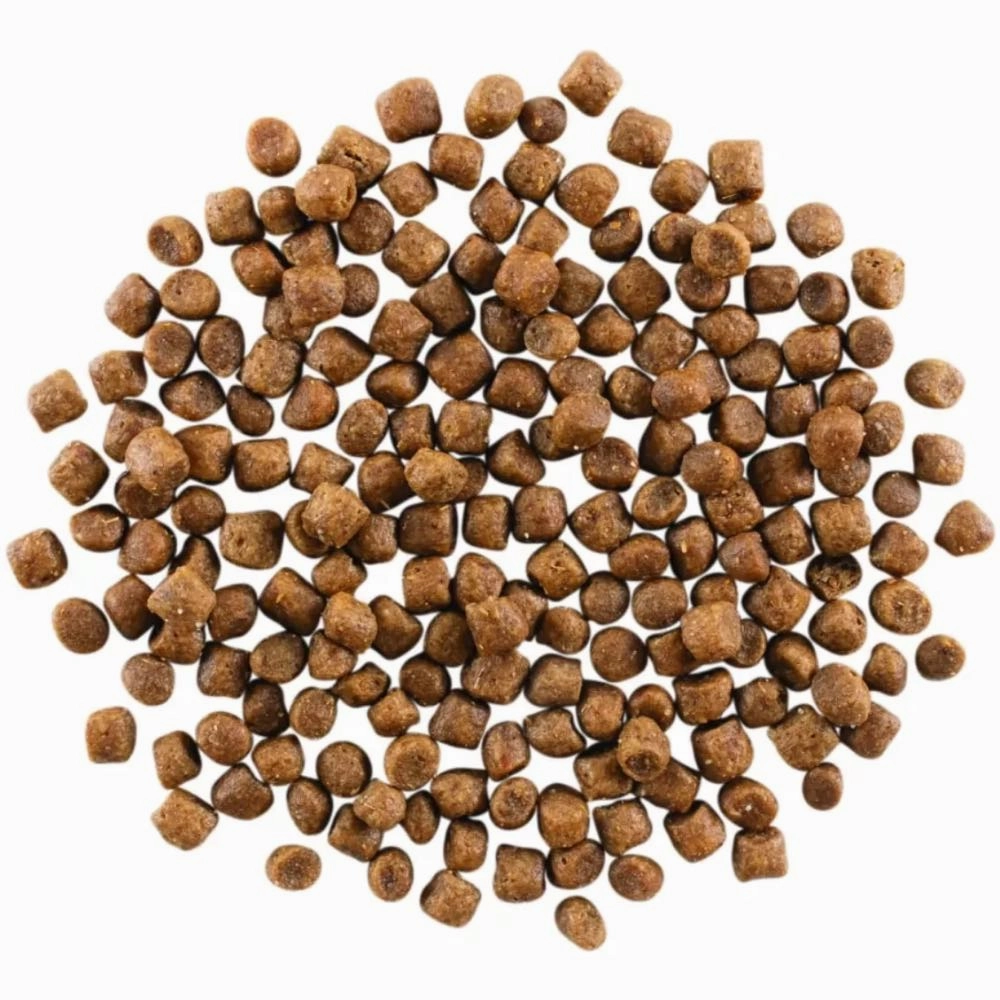 Go! Solutions Skin   Coat Care Salmon Recipe Dry Cat Food 3lb