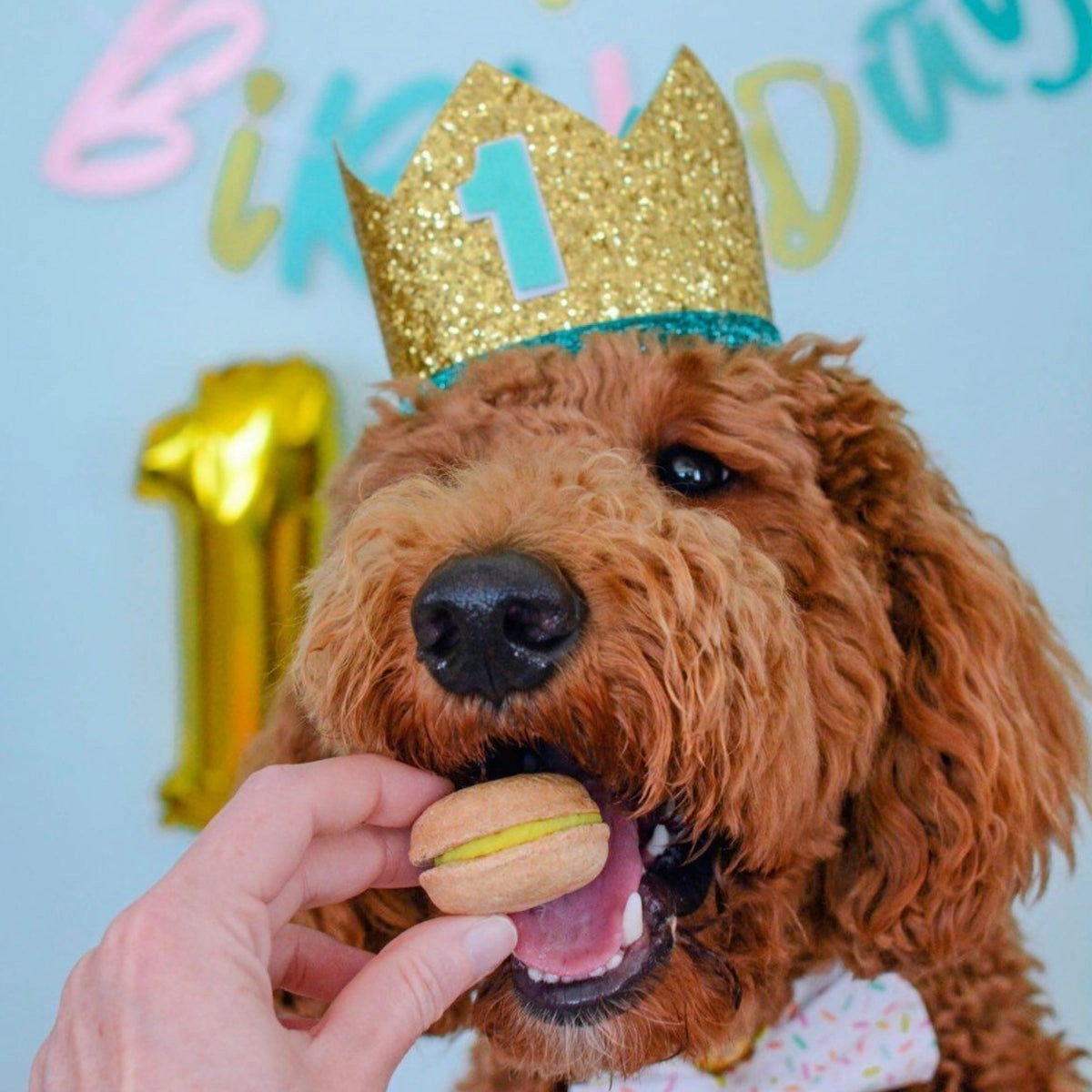 Happy Birthday Dog Treats Gift Box