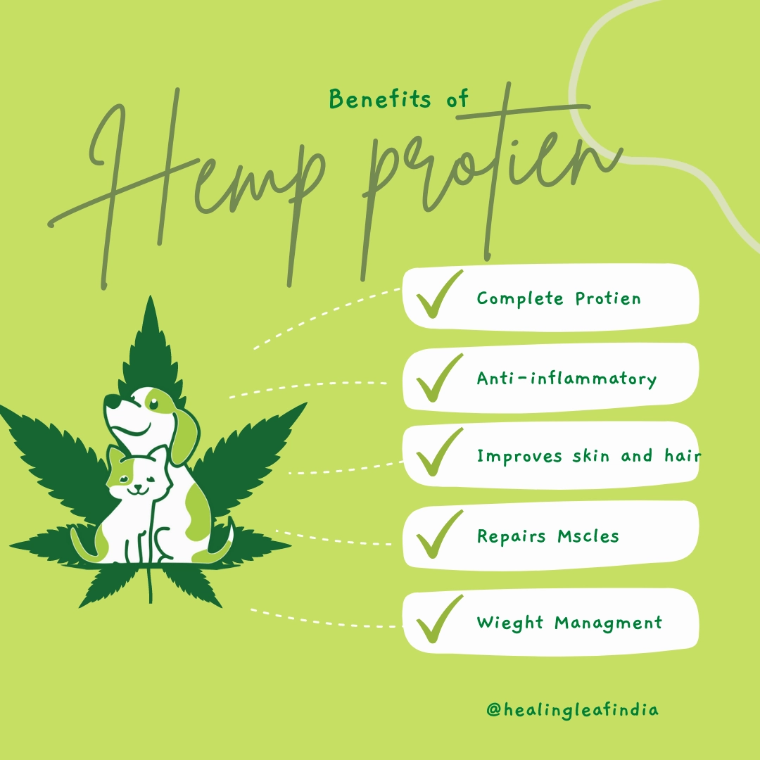 Healing Leaf Hemp Protien Powder for Pets and Fresh For Paws Eggstravaganza Dog Wet Food Combo