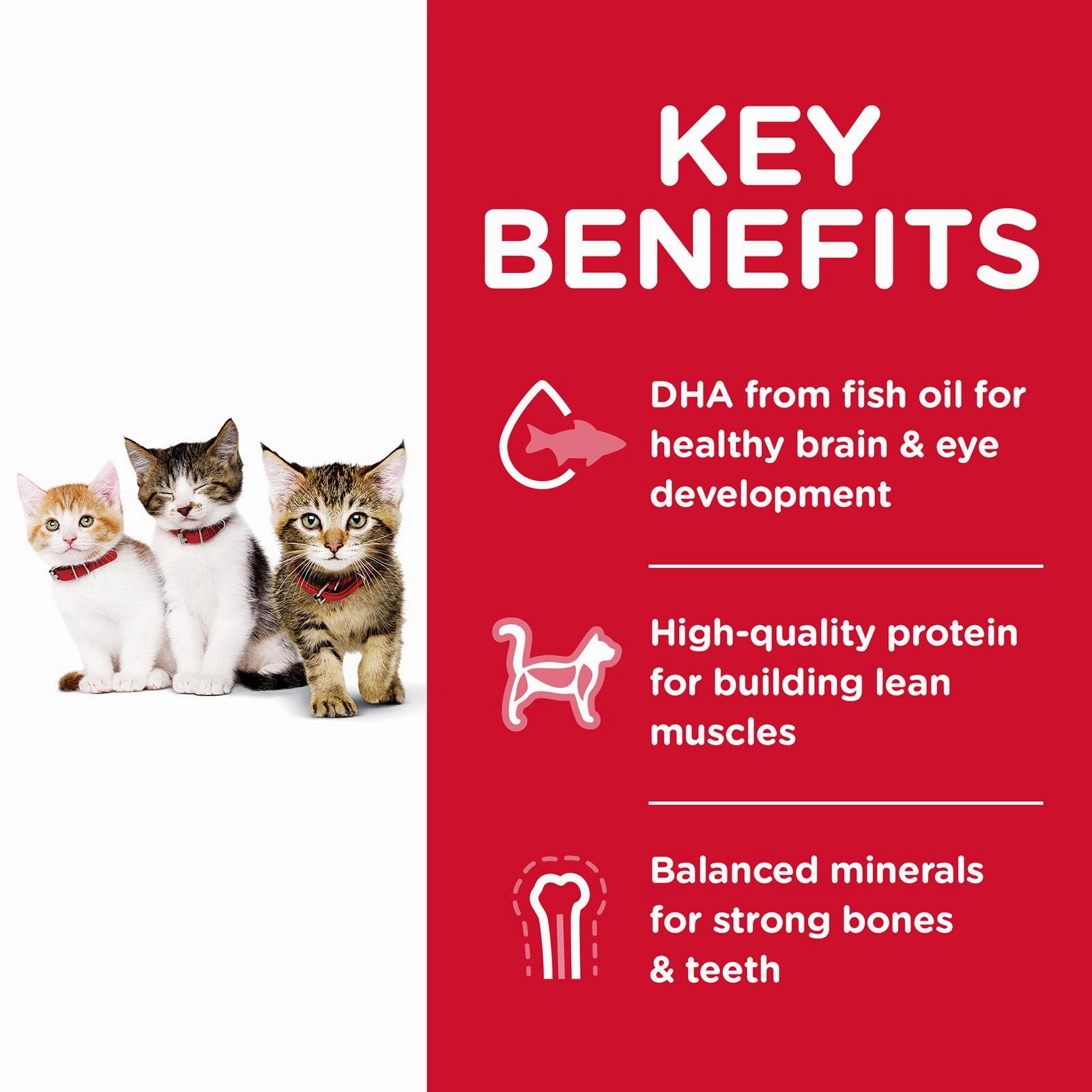 Hill's Science Diet Cat Food Kitten