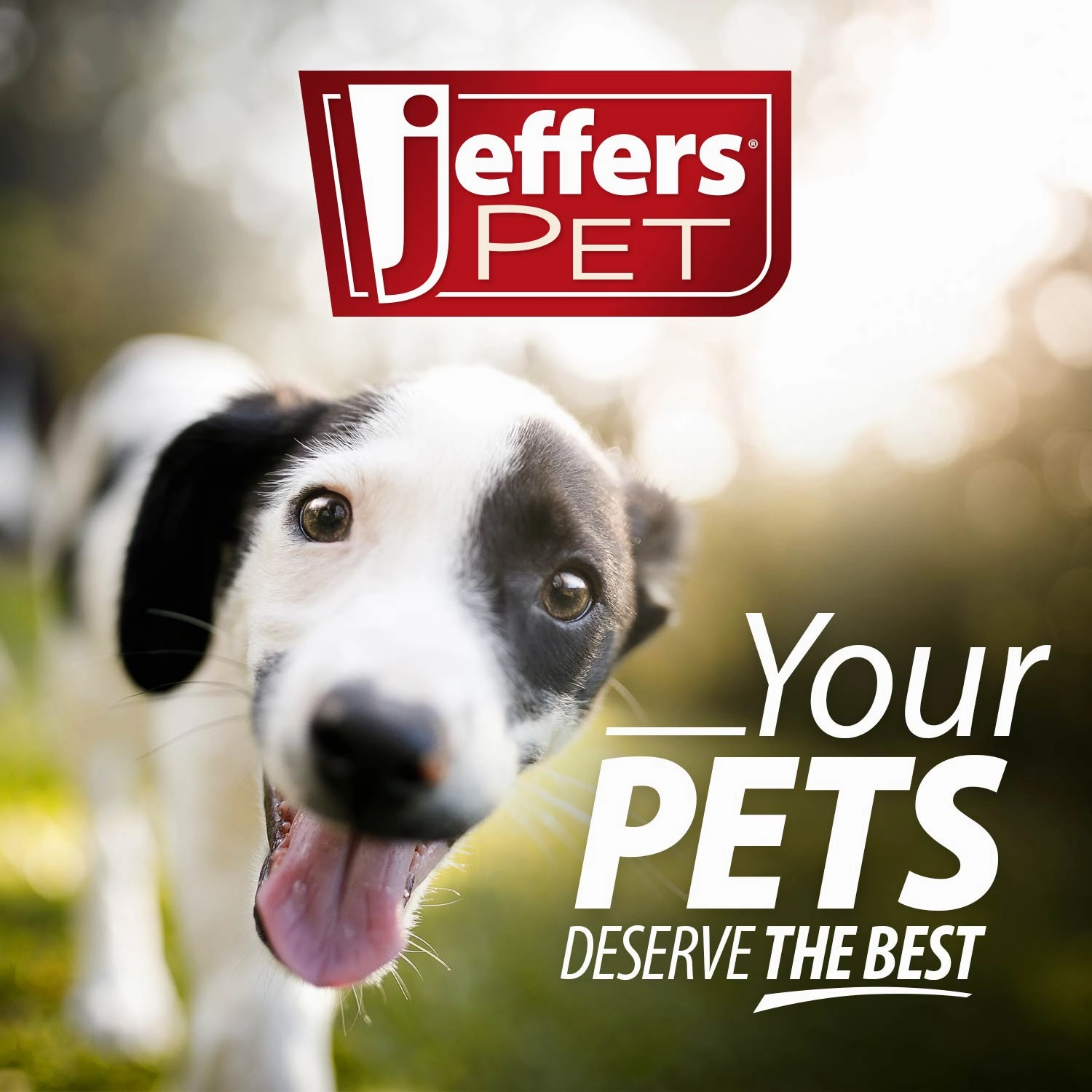 Jeffers All-Purpose Coconut Oil Shampoo for Dogs & Cats