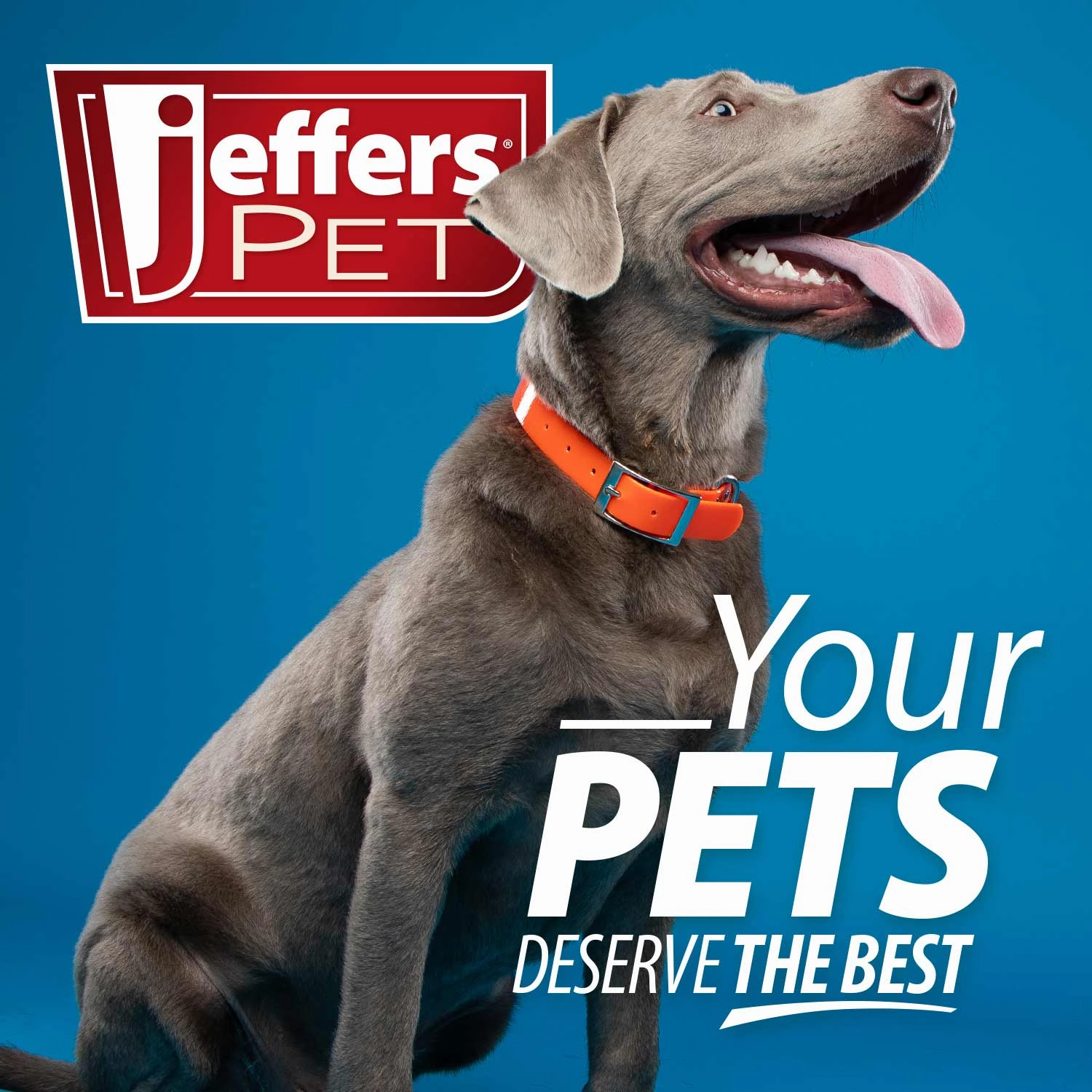 Jeffers Ear Flush and Anti-Itch Ear Drop Bundle for Dogs & Cats