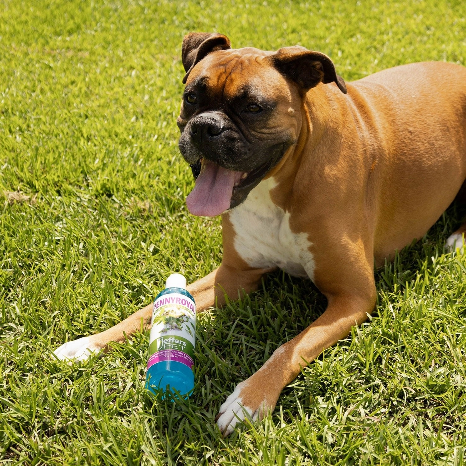 Jeffers Pennyroyal Natural Shampoo for Dogs and Cats