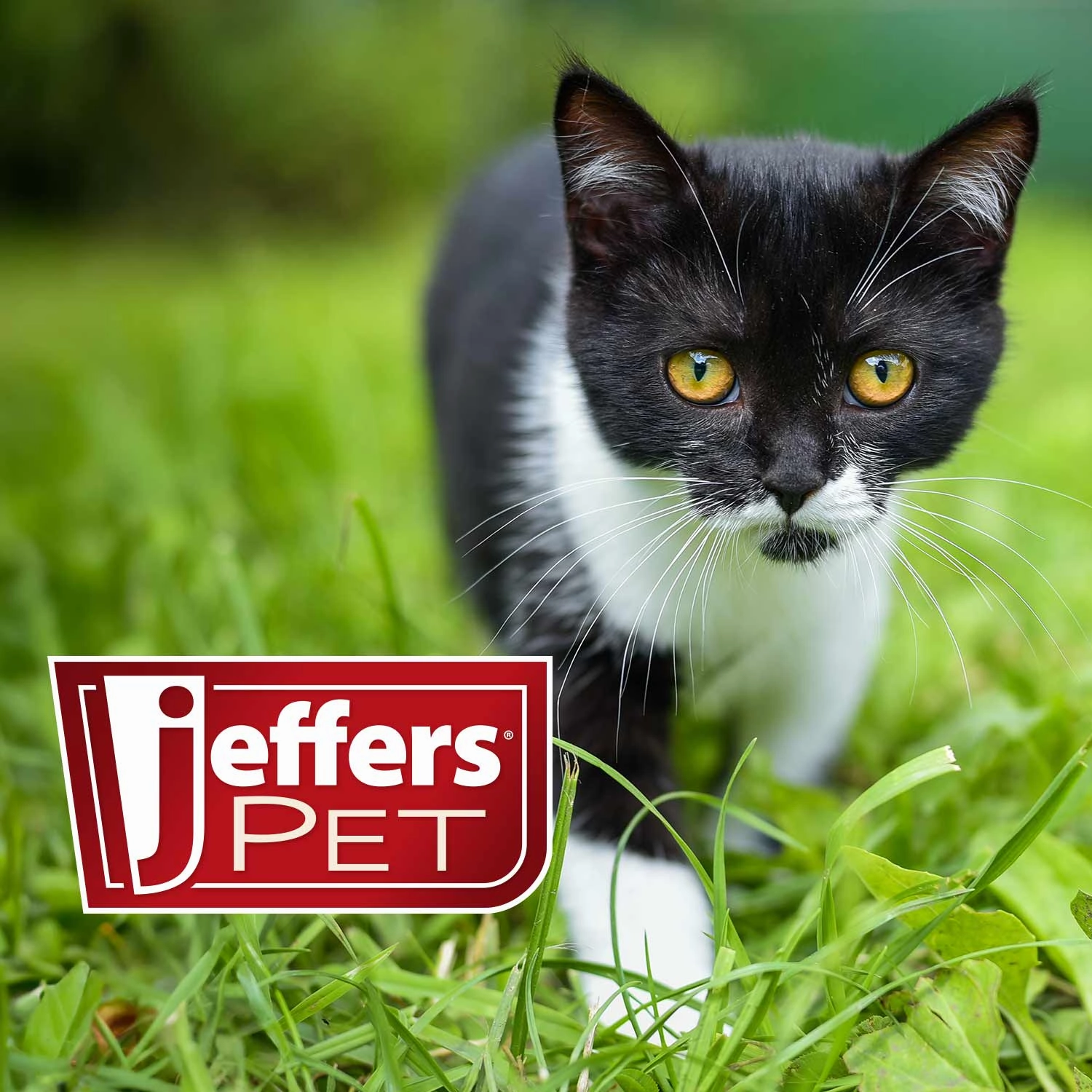 Jeffers Pet Ear Flush Advanced Ear Cleanser with Ketoconazole for Dogs & Cats