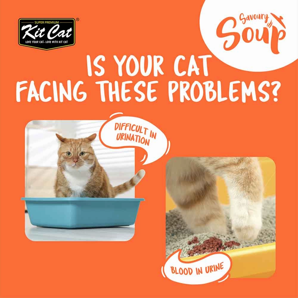 Kit Cat Savoury Soup Chicken Wet Pouch Cat Food (50g x 6)