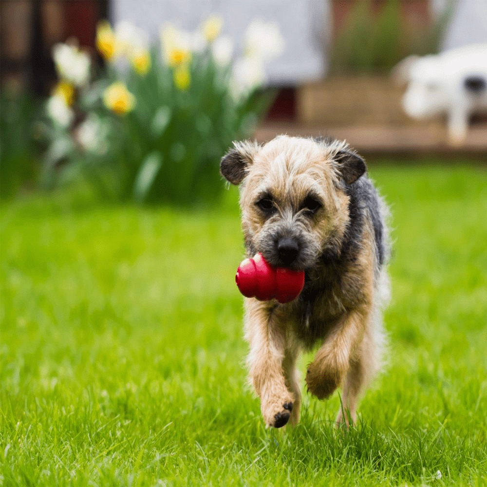 Kong Classic Toy for Dogs (Red) | For Aggressive Chewers