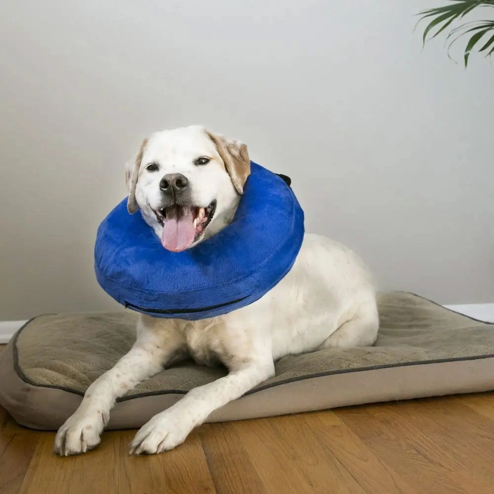 Kong Cloud Collar L (EL1)