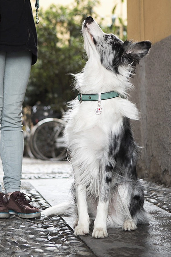 My Family Firenze Aqua Leather Dog Collar