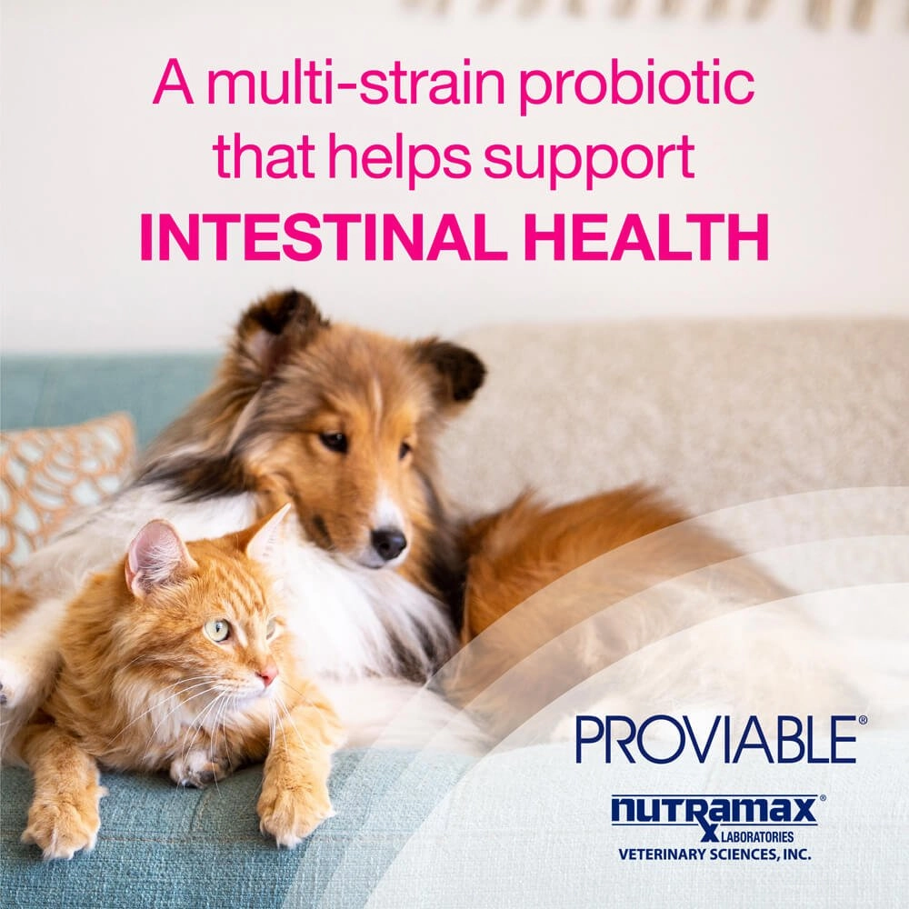 Nutramax Proviable-DC for Dogs & Cats