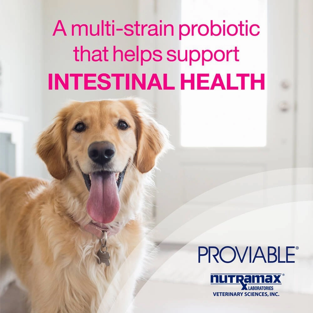Nutramax Proviable-KP/DC Kit for Dogs and Cats, 10 Capsules