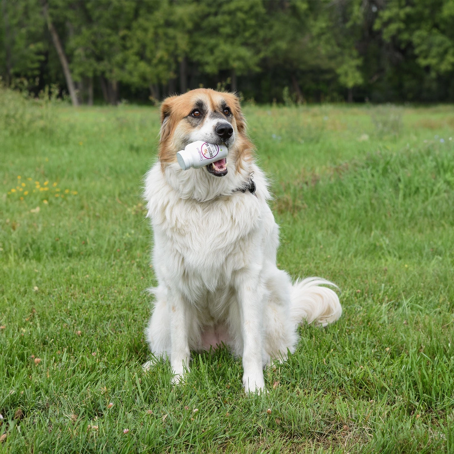 OptaGest Digestive Supplement for Cats & Dogs