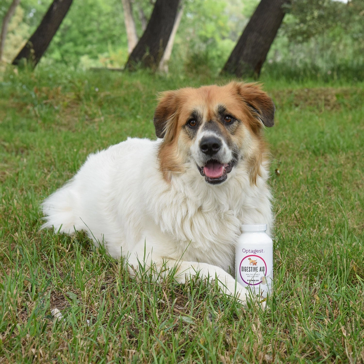 OptaGest Digestive Supplement for Cats & Dogs