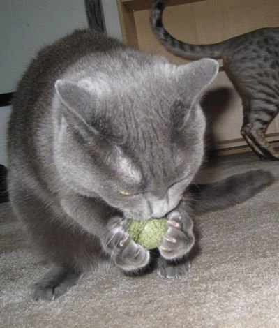 Pawbreakers Bonkas Catnip Candy Ball Cat Toy