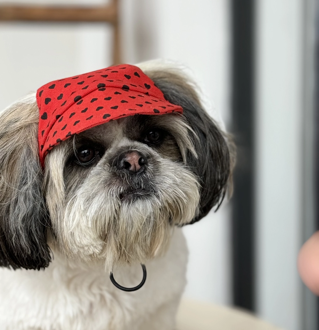 Pawgypets Heart Cap for Dogs (Red)