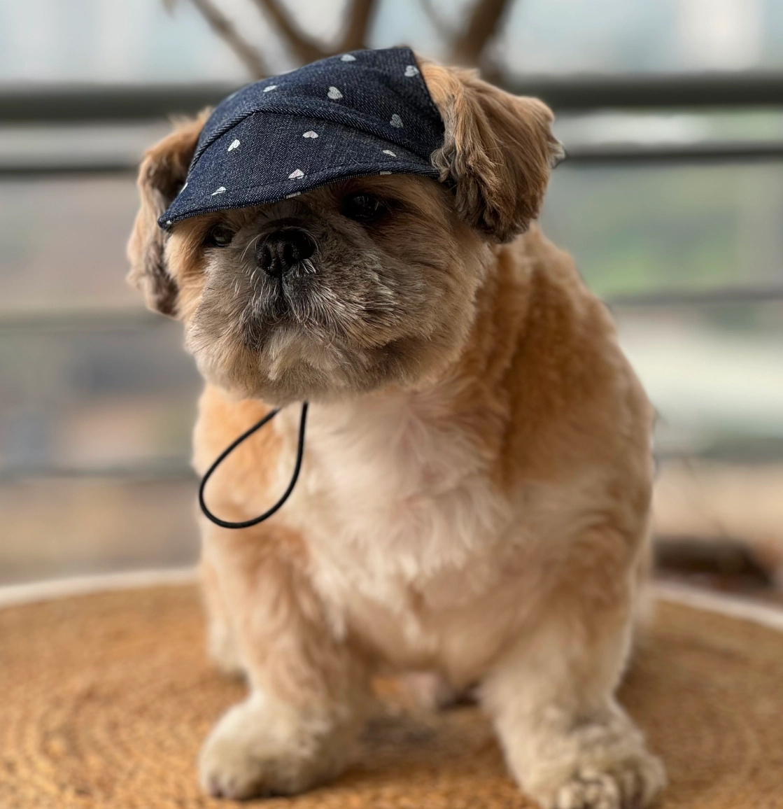 Pawgypets Hearty Cap for Dogs (Denim)