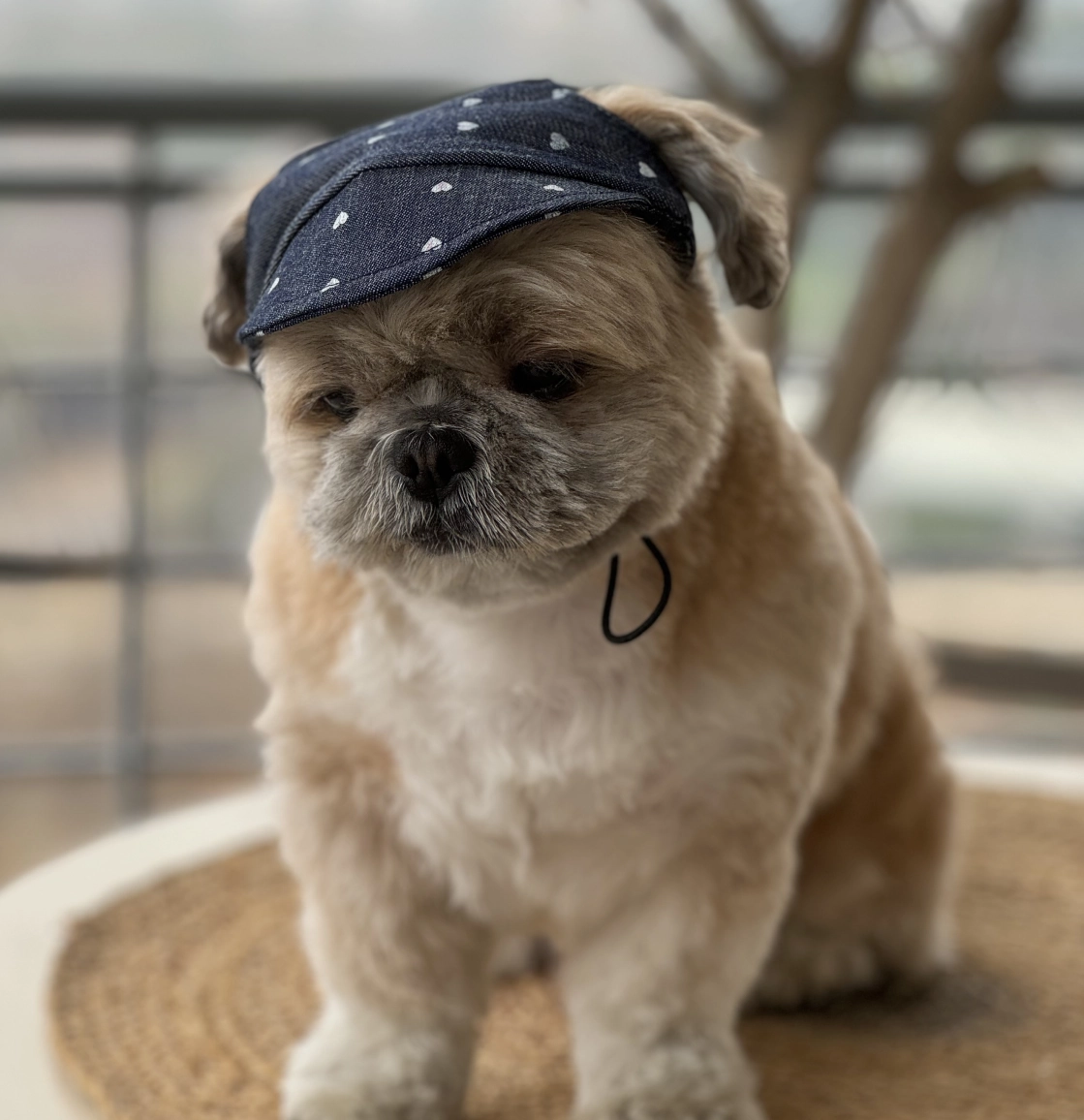 Pawgypets Hearty Cap for Dogs (Denim)