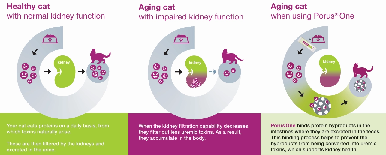 Porus One for Kidney Support in Cats, 500mg, 30 ct
