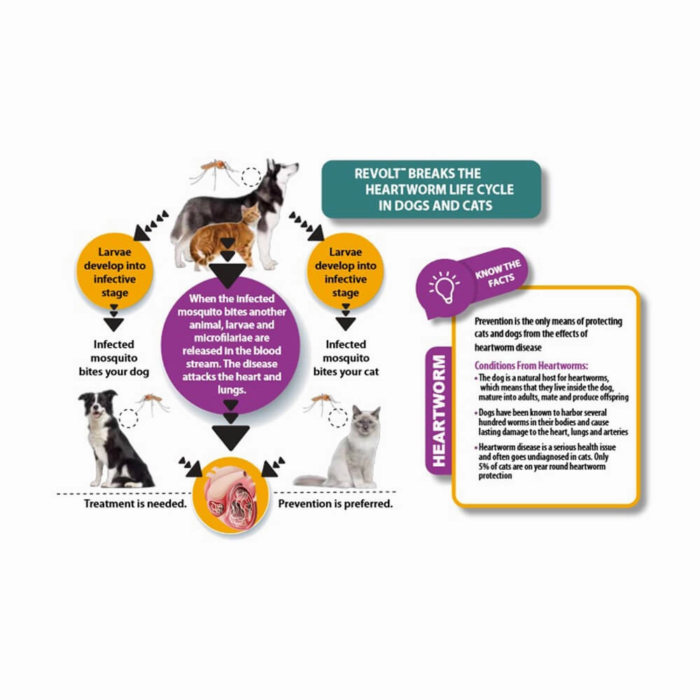 Rx Revolt (Selamectin) for Cats