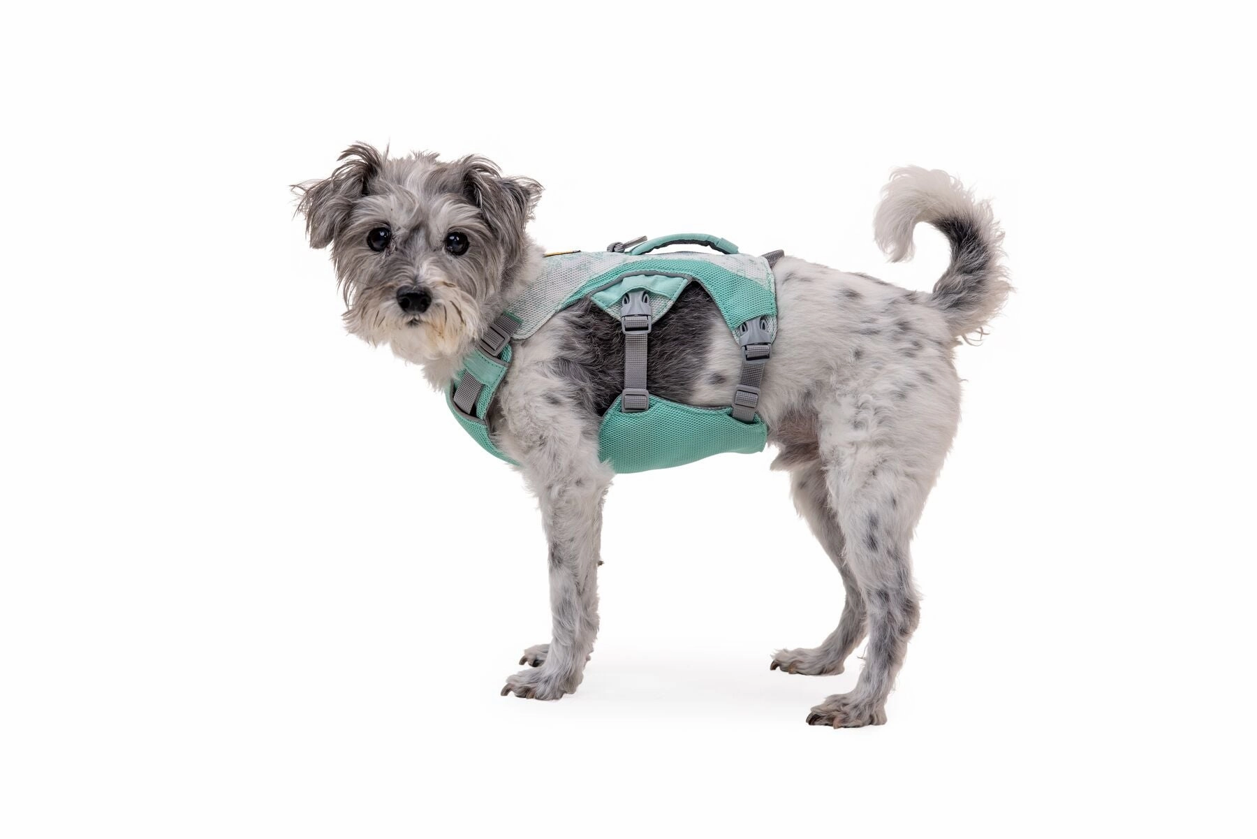 Swamp Cooler Dog Cooling Harness