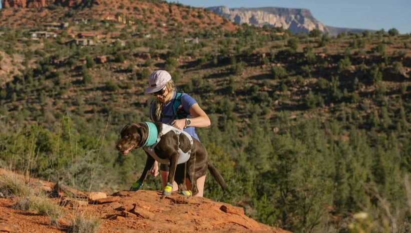 Swamp Cooler Dog Cooling Harness