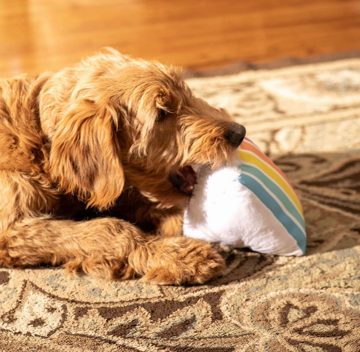 ThoozyPet Birthday Layer Cake Plush Dog Toy