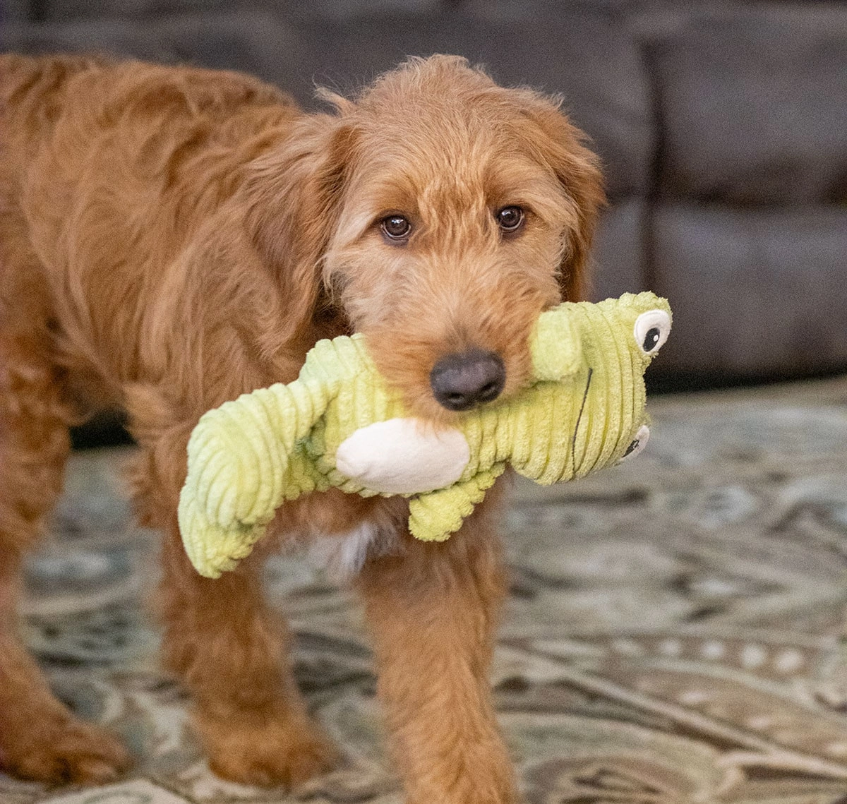 ThoozyPet Tuff & Cuddly Frog Plush Dog Toy