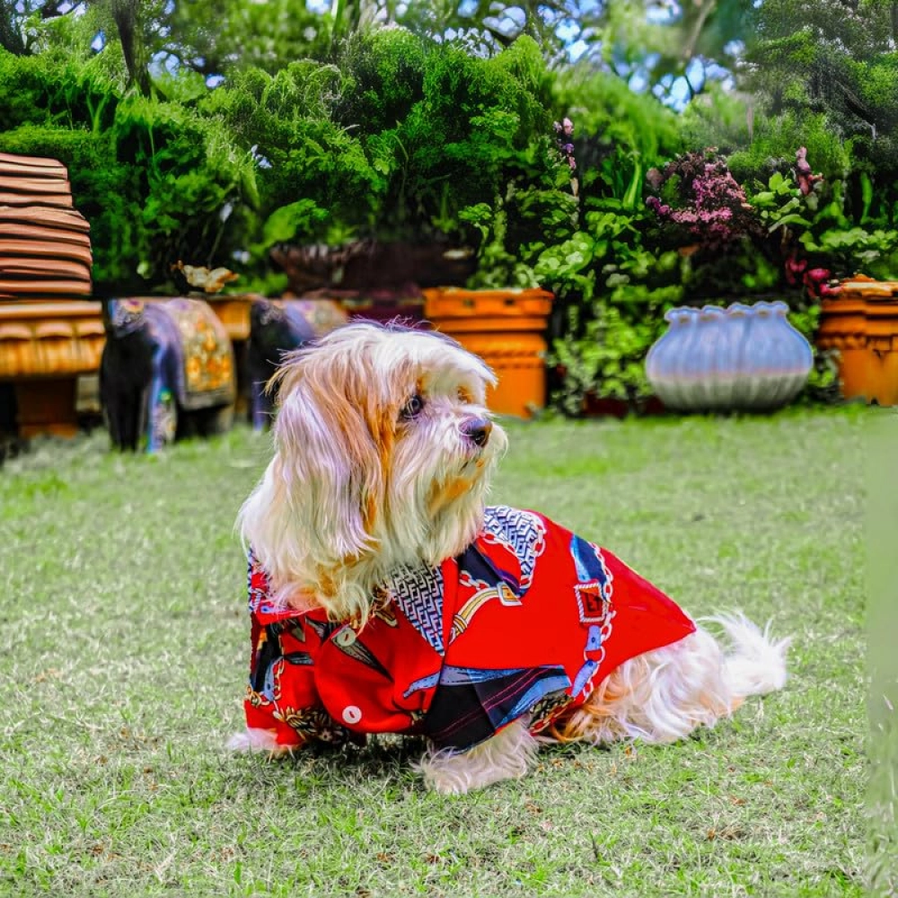 Woofiezz Statement Shirt for Dogs and Cats (Red/Black)